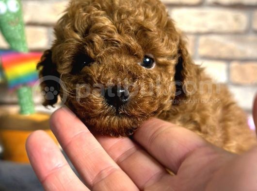 Red Brown Mini Boy Toy Poodle Erkek Yavru görsel