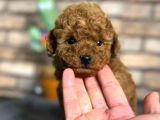 Red Brown Mini Boy Toy Poodle Erkek Yavru