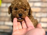 red brown Mini boy Toy poodle Erkek Yavru