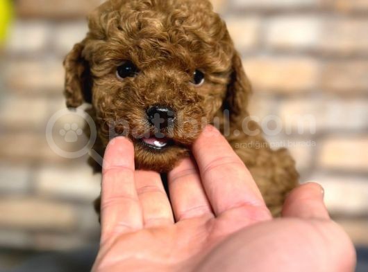 Red Brown Mini Boy Toy Poodle Erkek Yavru