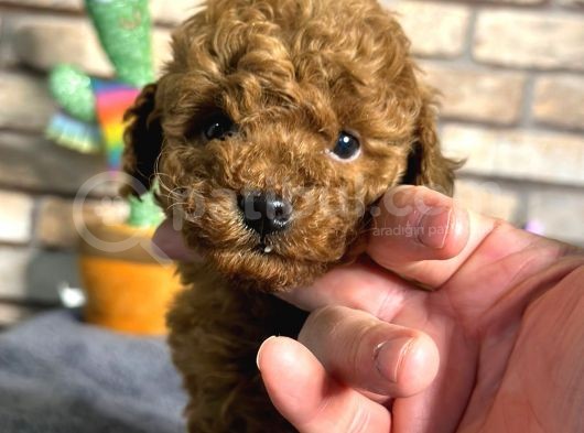 Red Brown Mini Boy Toy Poodle Erkek Yavru görsel