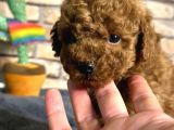 Red Brown Mini Boy Toy Poodle Erkek Yavru