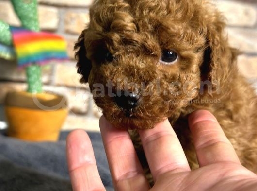 Red Brown Mini Boy Toy Poodle Erkek Yavru görsel