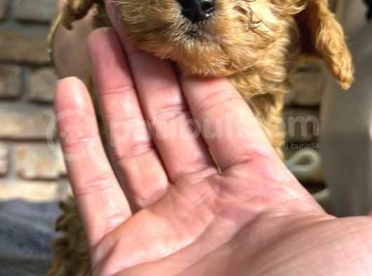 Irk Ve Sağlik Garanti̇li̇ Toy Poodle Erkek Yavru görsel