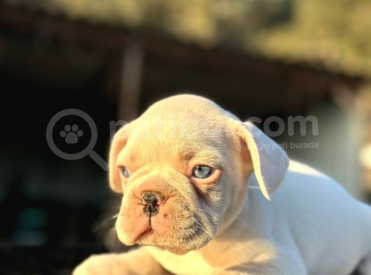 Full Beyaz Masmavi̇ Gözlü French Bulldog