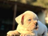 Full Beyaz Masmavi̇ Gözlü French Bulldog