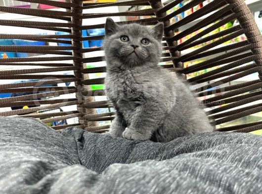 Brıtısh Shorthair Ve Blue Point Yavrularımız görsel