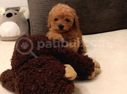 Toy Poodle Orijinal Peluş Dişi