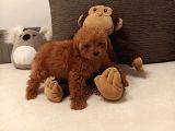 Toy Poodle Orijinal Peluş Dişi