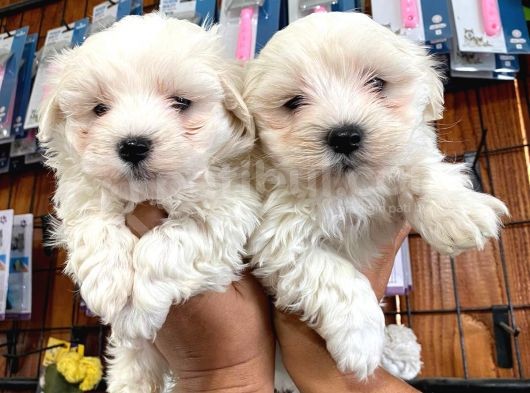 Sevgililer Gününe Özel Maltese Terrier Yavrularımız