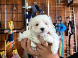 Sevgililer Gününe Özel Maltese Terrier Yavrularımız