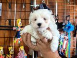 Sevgililer Gününe Özel Maltese Terrier Yavrularımız