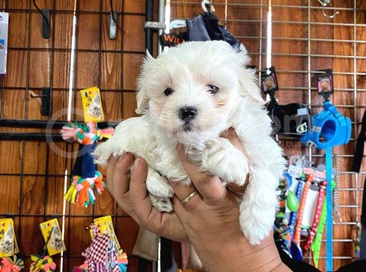 Sevgililer Gününe Özel Maltese Terrier Yavrularımız görsel