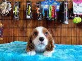 Sevgililer Gününe Özel Cavalier King Charles Spaniel