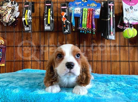 Sevgililer Gününe Özel Cavalier King Charles Spaniel görsel