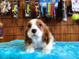 Sevgililer Gününe Özel Cavalier King Charles Spaniel