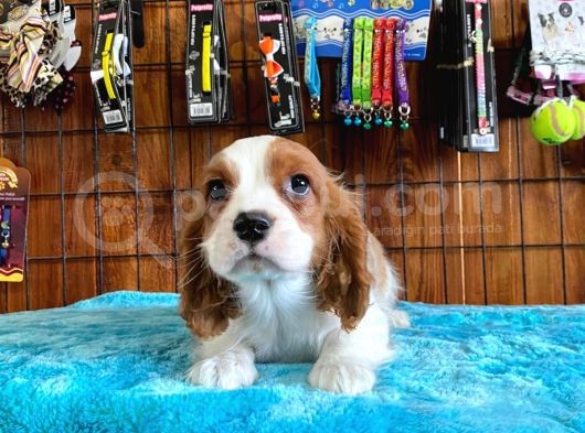 Sevgililer Gününe Özel Cavalier King Charles Spaniel görsel