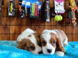 Sevgililer gününe özel cavalier king charles spaniel