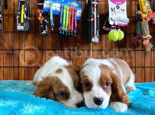 Sevgililer Gününe Özel Cavalier King Charles Spaniel