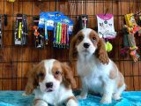 Sevgililer Gününe Özel Cavalier King Charles Spaniel