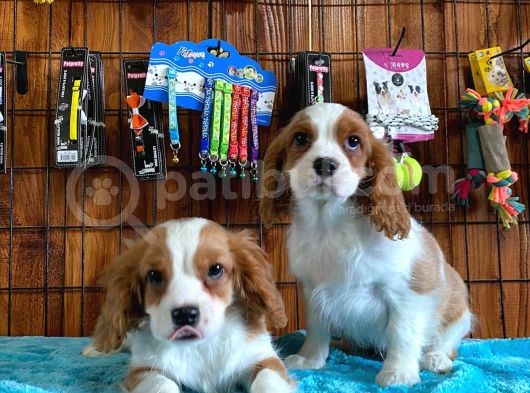 Sevgililer Gününe Özel Cavalier King Charles Spaniel görsel