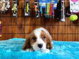 Sevgililer Gününe Özel Cavalier King Charles Spaniel