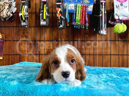 Sevgililer Gününe Özel Cavalier King Charles Spaniel görsel