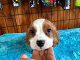 Sevgililer Gününe Özel Cavalier King Charles Spaniel