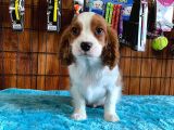 Sevgililer Gününe Özel Cavalier King Charles Spaniel