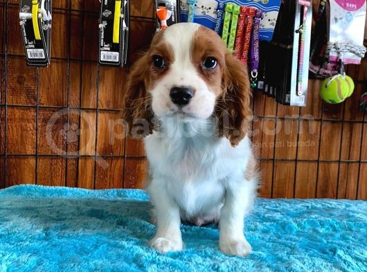 Sevgililer Gününe Özel Cavalier King Charles Spaniel görsel