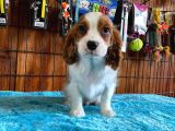 Sevgililer Gününe Özel Cavalier King Charles Spaniel