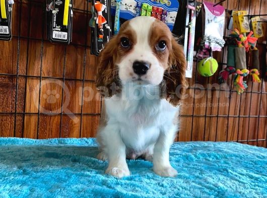 Sevgililer Gününe Özel Cavalier King Charles Spaniel görsel