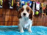 Sevgililer Gününe Özel Cavalier King Charles Spaniel