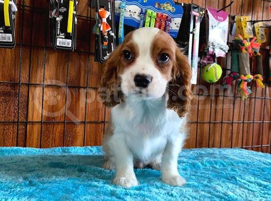 Sevgililer Gününe Özel Cavalier King Charles Spaniel görsel