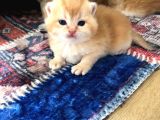 A Kalite Bri̇ti̇sh Shorthai̇r Golden  Yavrular