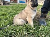 Mükemmel Kalite Kangal Yavrular