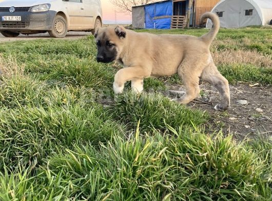Mükemmel Kalite Kangal Yavrular görsel