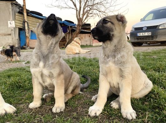 Mükemmel Kalite Kangal Yavrular görsel