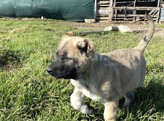 Mükemmel Kalite Kangal Yavrular