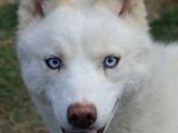 A Kalite Kar Beyazı Husky Mavi Gözlü