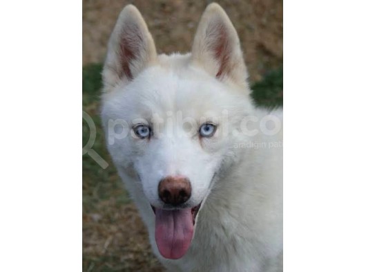 A Kalite Kar Beyazı Husky Mavi Gözlü görsel
