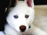 A Kalite Kar Beyazı Husky Mavi Gözlü