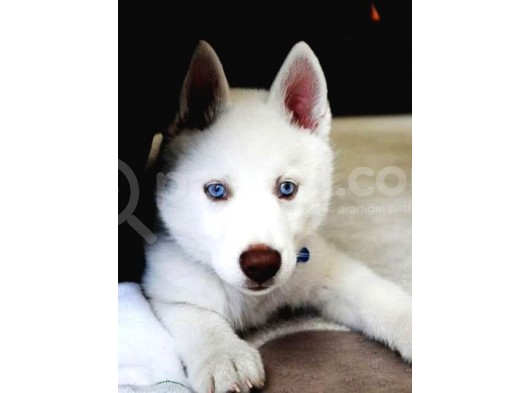 A Kalite Kar Beyazı Husky Mavi Gözlü görsel