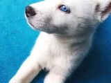 A Kalite Kar Beyazı Husky Mavi Gözlü