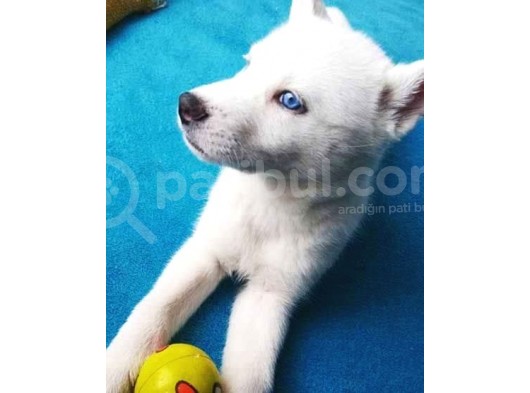 A Kalite Kar Beyazı Husky Mavi Gözlü görsel