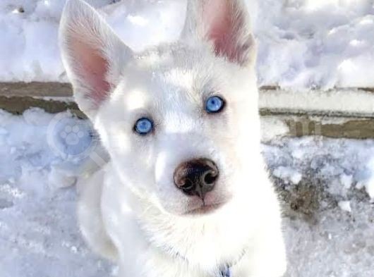 A Kalite Kar Beyazı Husky Mavi Gözlü