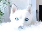 A Kalite Kar Beyazı Husky Mavi Gözlü