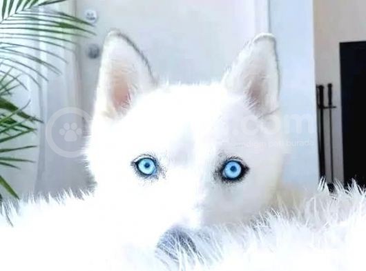 A Kalite Kar Beyazı Husky Mavi Gözlü görsel