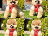 Ayıcık Yüz Pomeranian Boo Yavrular 