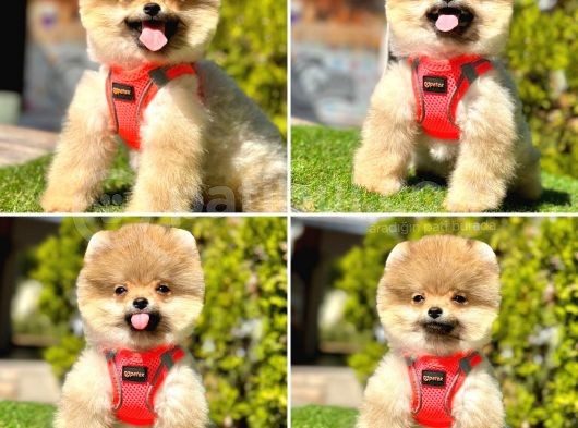 Ayıcık Yüz Pomeranian Boo Yavrular  görsel